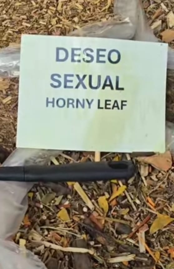 man power,honry leaf